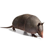 Critter Control Armadillo