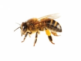 Critter Control bee