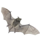 Critter Control Bat