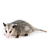 Critter Control opossum