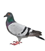 Critter Control pigeon