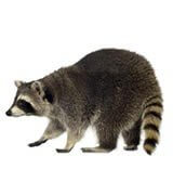 Critter Control raccoon