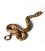 Critter Control snake