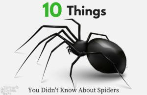 CC HOuston - 10 Things You Didn't Know About Spiders