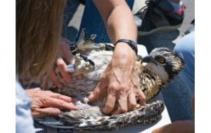 Critter Control helping trpped hawk
