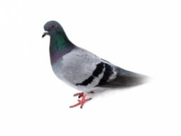 Critter Control pigeon