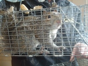 Critter Control Squirrel In Trap