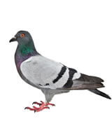 pigeon