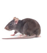 Critter Control rat