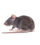 rat