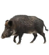 wild-hog