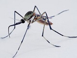 skeeter1a