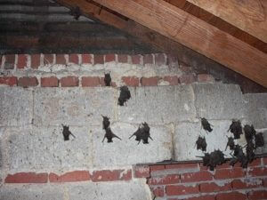 BatsInAttic