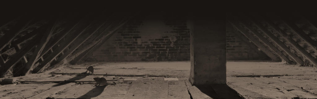rat in the attic