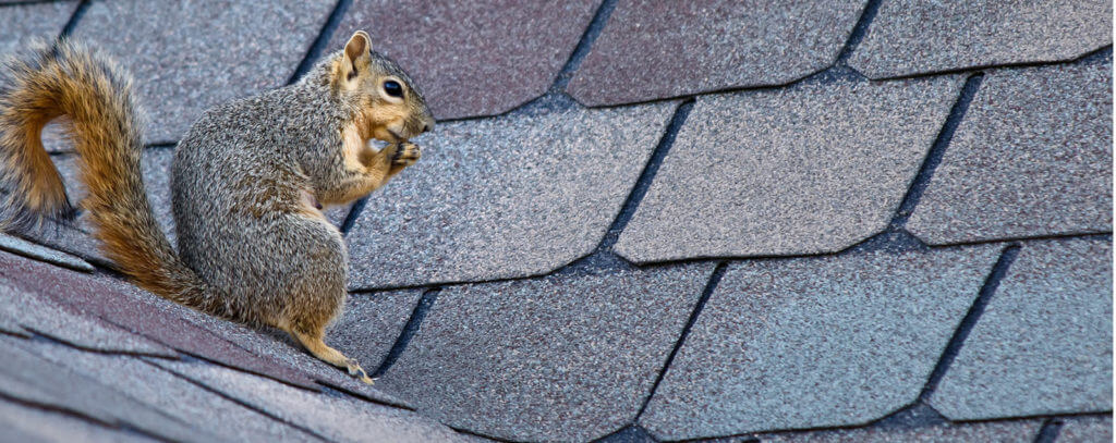 squirrel pest removal