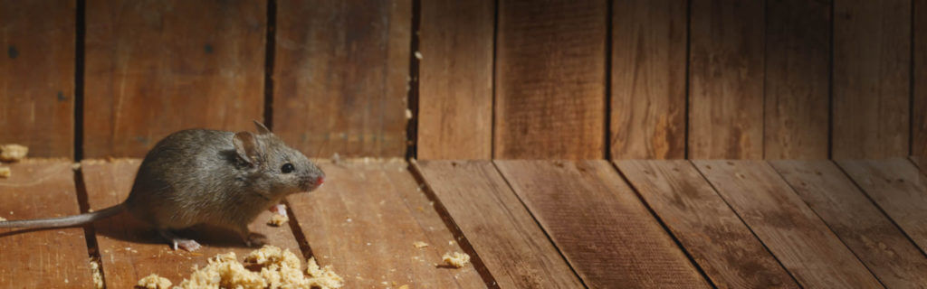 mice removal company