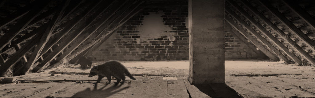 raccoon in the attic
