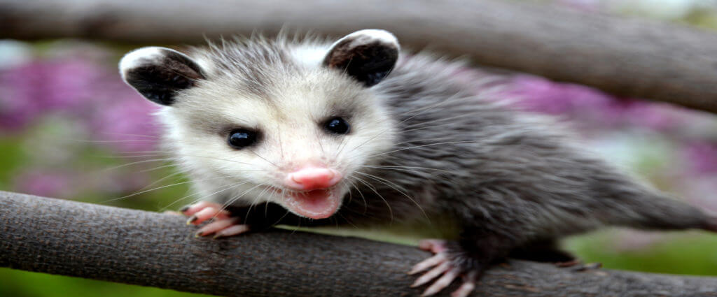 possum removal company