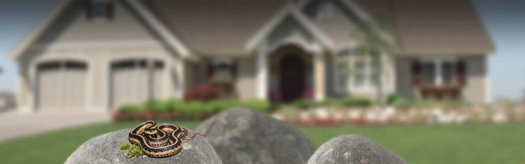 snake removal company